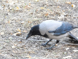 Crow