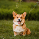 Corgi