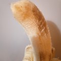 podshlyapoisir