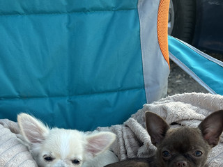 Dogs