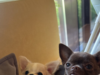 Dogs