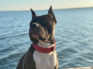 Loki