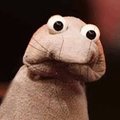 Dickledd