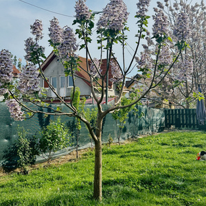 Garden Renovation