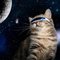 Cat--in--space