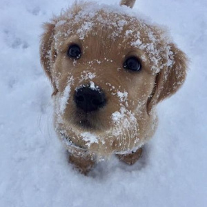 Labrador