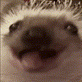 ggfergi