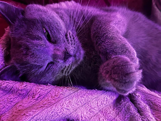 our cats