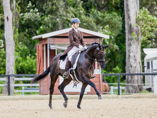 My horses