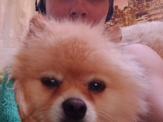 Pets