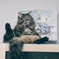 Kote4ka