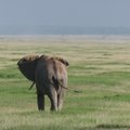 Tembo123