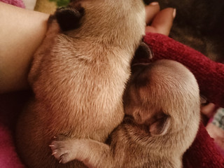 My Puppies