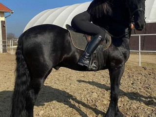 horse2