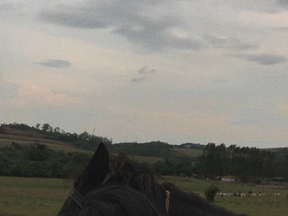 horse