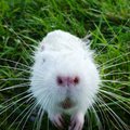 white-bobr