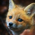 Thefoxcub