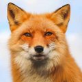 FOXY-Grandpa
