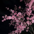 Fearordream01