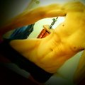 SexVicius