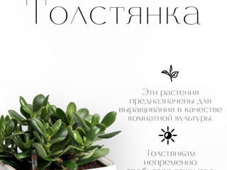 house plants