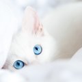 SweettyKitty