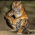 tiger-zv
