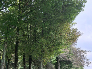 Between the passion there is natural green