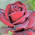 Romantik99