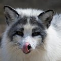 AlFoxxx