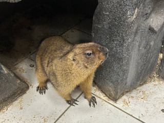 I love animals