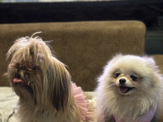 Furbabies