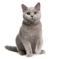 CapitanCat