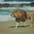 Lion-of-the-Beach-