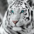 TiGeRWhitE