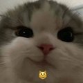 pukekch