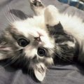Fastymgel