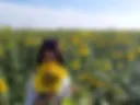 Sunflowers - fragments of a sunny day