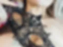 😻😽😻