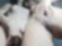 Explicitas