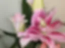 Цветочки от моего любимого 🌺