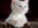 Моя киска My kitty