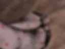 Legs