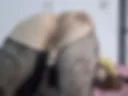 мяв:3