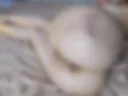 Juicy ass after spanking (bruises)