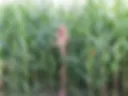 In field (В поле)