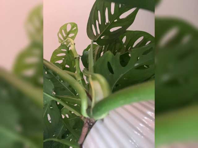 Vai a chattare su SallyeLeins SallyeLeins