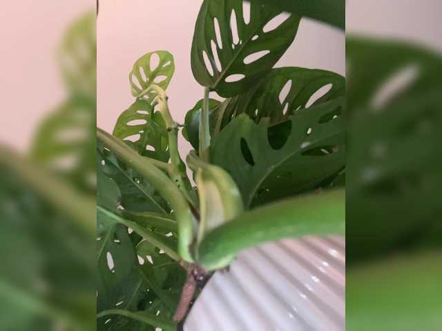 Gratis Live Sexcam mit SallyeLeins SallyeLeins