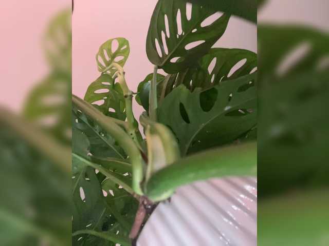 SallyeLeins SallyeLeins