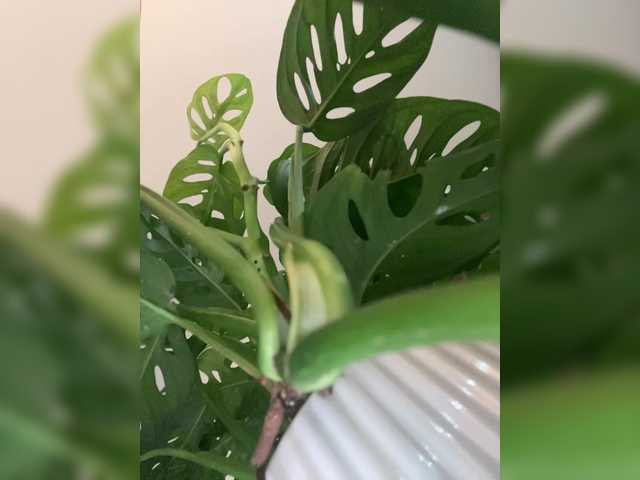 go to chat with SallyeLeins